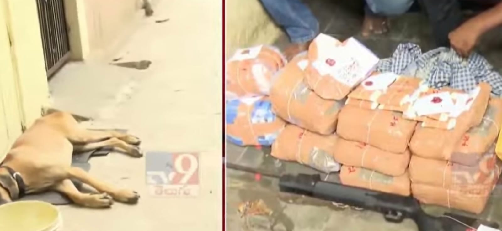 బాలానగర్లో భారీ ఎత్తున గంజాయి పట్టివేత మత్తు పదార్థాల అక్రమ రవాణాపై పోలీసుల ఉక్కుపాదం