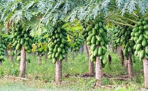 బొప్పాయి సాగుపై అన్నదాత ఆసక్తి